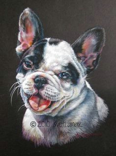 custom pet portrait in colored pencils 9 x 12 head by svetlanak 110 00 animal drawings