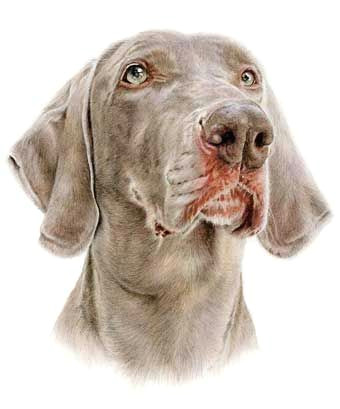 ben weimaraner coloured pencil drawing