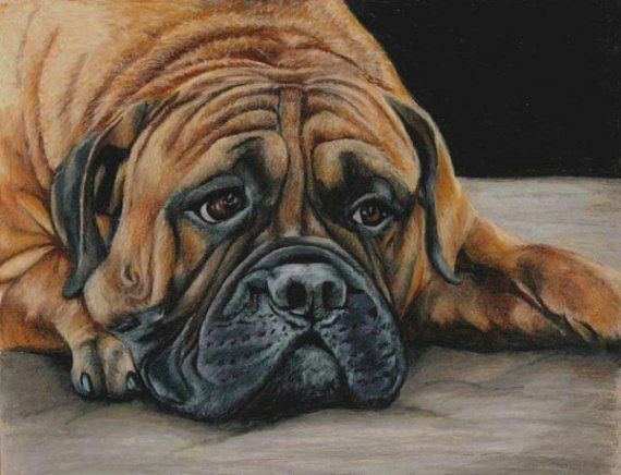colored pencil bull mastiff dog drawing by portraitsbyaleks etsylove