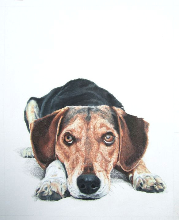 colored pencil drawing by lauren heimbaugh