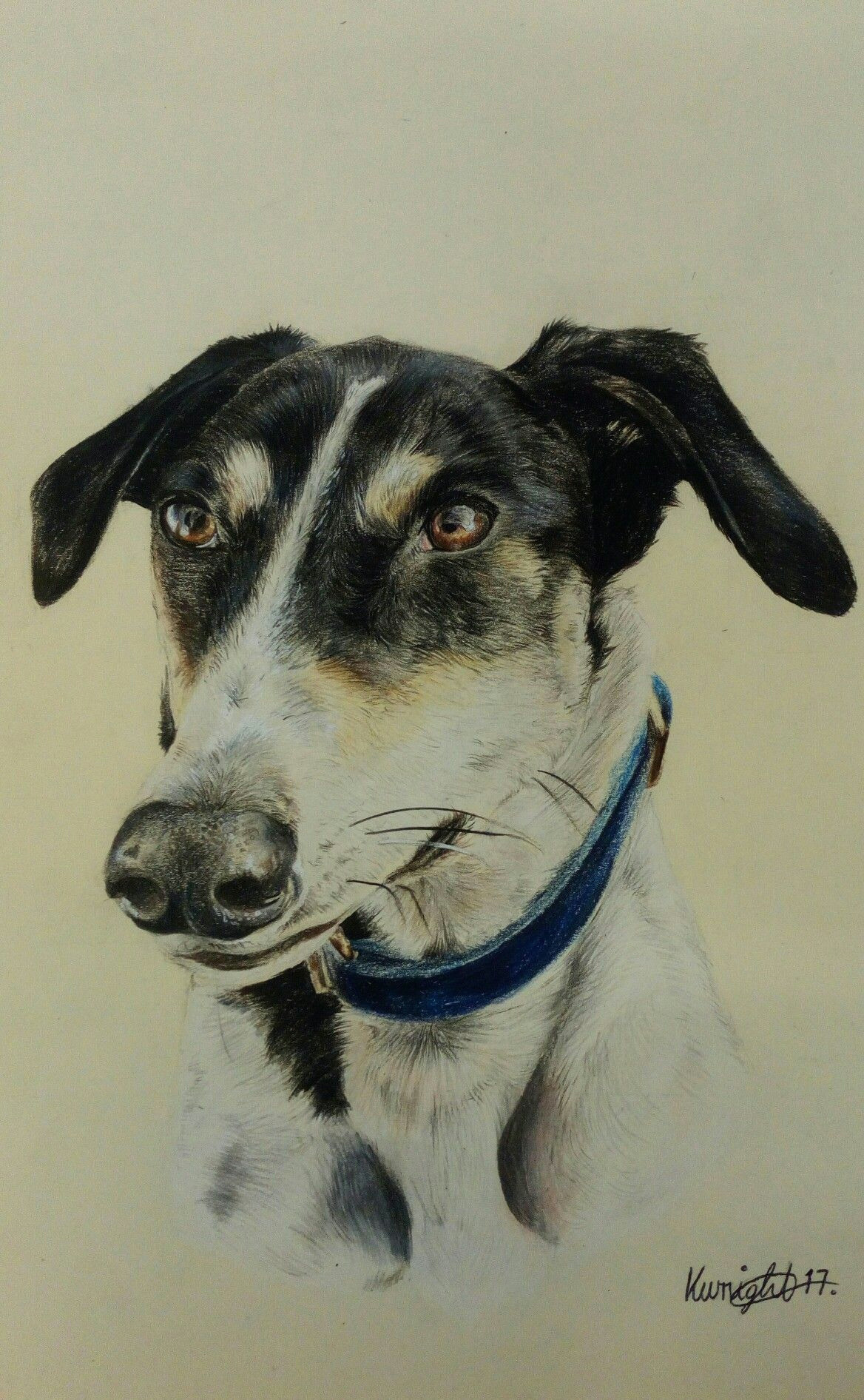 corky the lurcher faber castell coloured pencil drawing