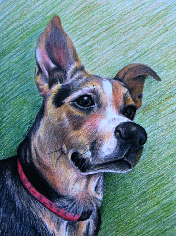 custom colored pencil pet portrait one subject by anniedraper 110 00