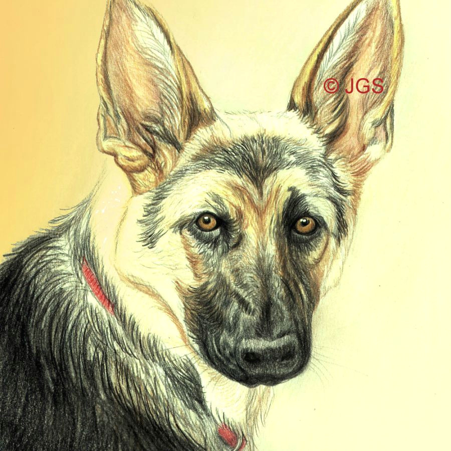 the finished german shepherd dog drawing in colored pencil
