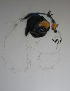 pastel cavalier king charles cavalier king charles colored pencils pastels pet dogs