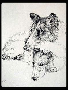 vintage collie dogs pen and ink drawing