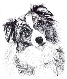 a pen and ink drawing of an an australian shepherd dog