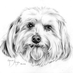 how to draw a dog s tongue how to draw pets drawing dogs online art course