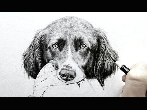 how to draw a realistic dog nose with graphite drawing tutorial leontine van vliet youtube