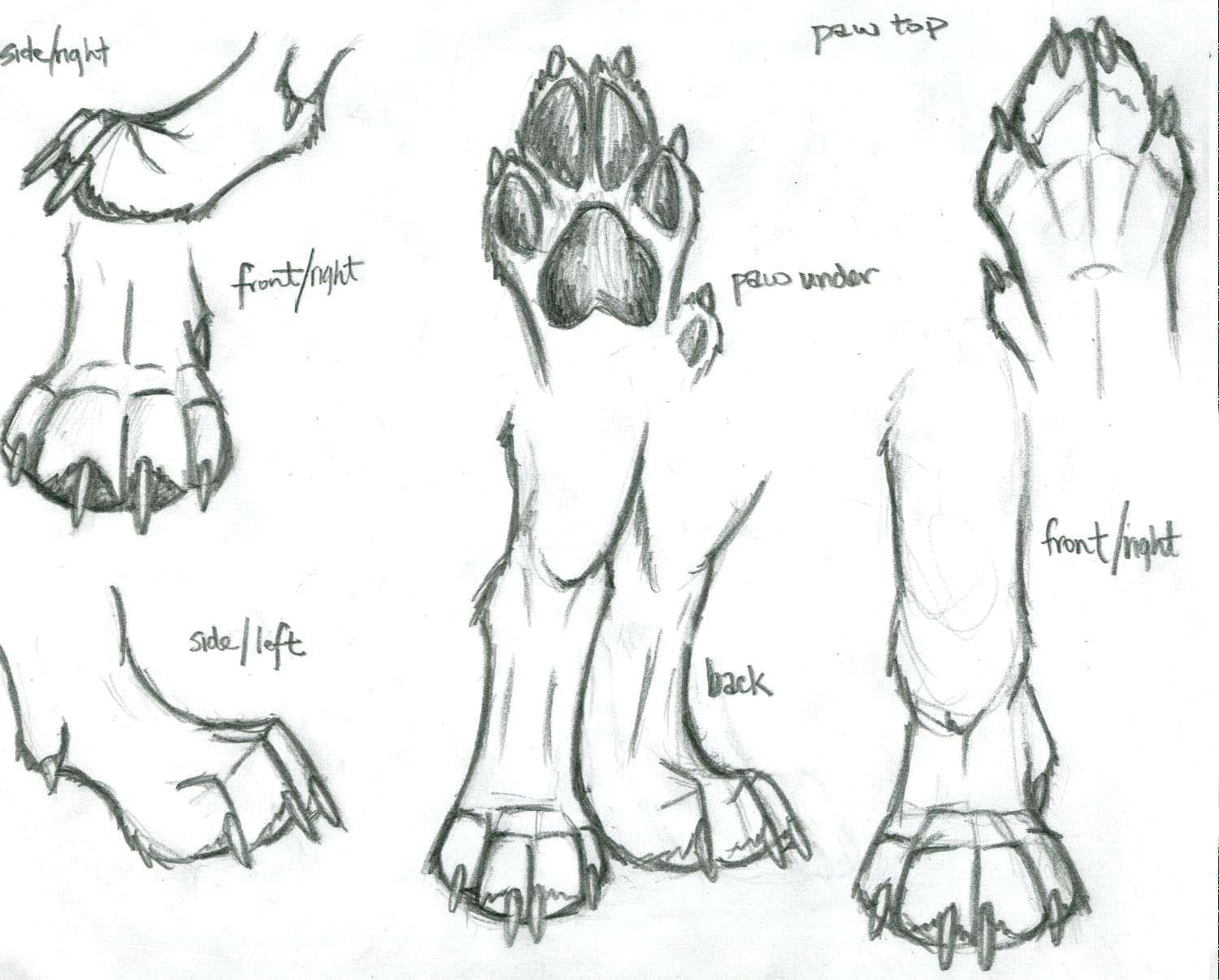 image result for anatomical drawings dog paws