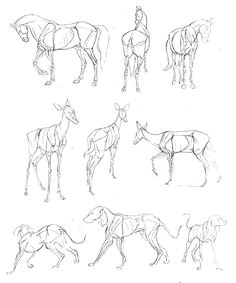 book the art of animal drawing by ken hultgren dog line drawing deer drawing