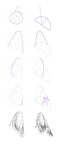 how to draw dog ears step 1 the ancestor of dogs a wolf has