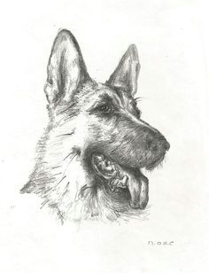 7 different easy tutorials on how to draw a german shepherd dog or puppy as a