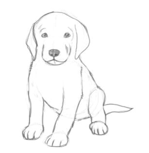 pics for easy drawings of cute dogs
