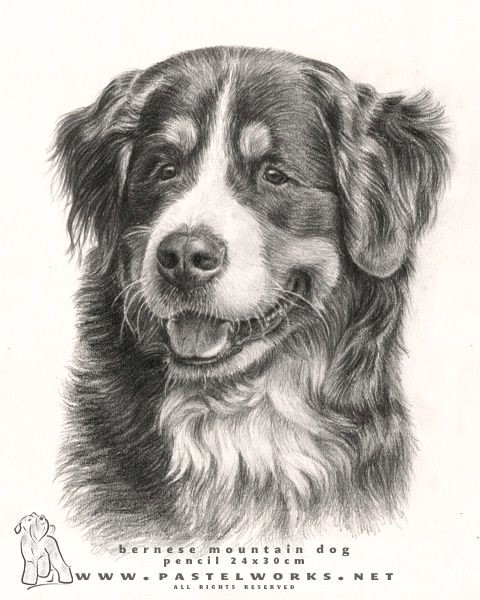 beautiful bernese mountain dog 3 drawings of dogs mountain dogs dogs bernese mountain