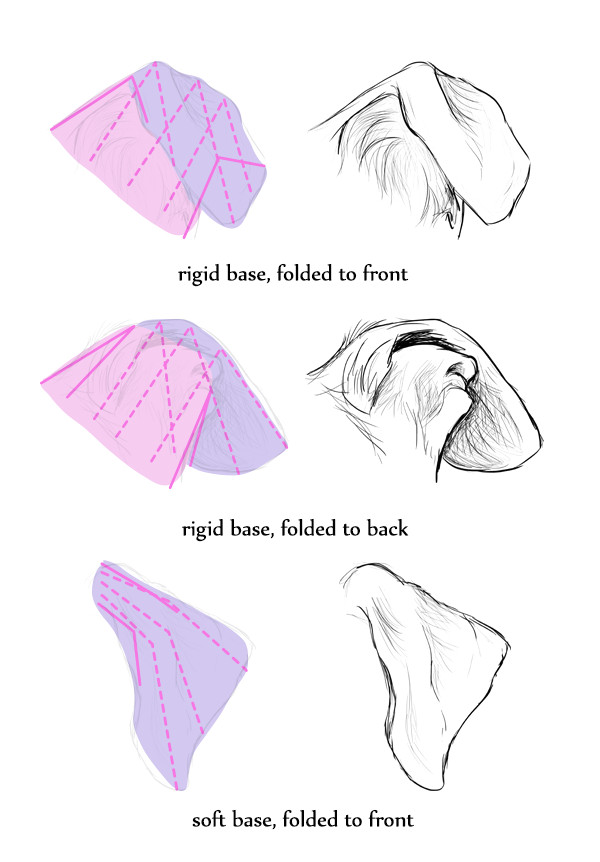 how to draw dog ears like an artist art ed central