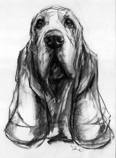 basset hound beautifully loose original charcoal drawing on paper by justine osborne unmounted ready for framing image size 14 x 12 ins