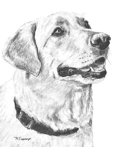 charcoal drawing yellow lab by kate sumners profile drawing dog paintings watercolor paintings