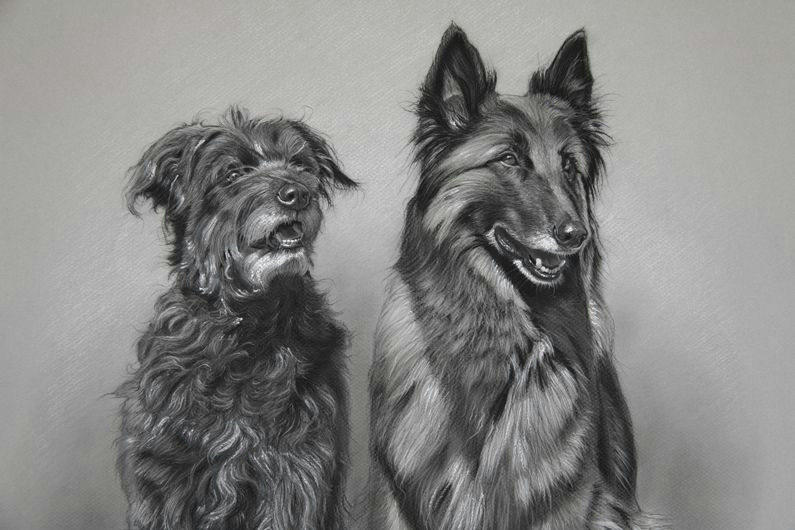 dog art by amy little lola and kira 2014 charcoal on paper