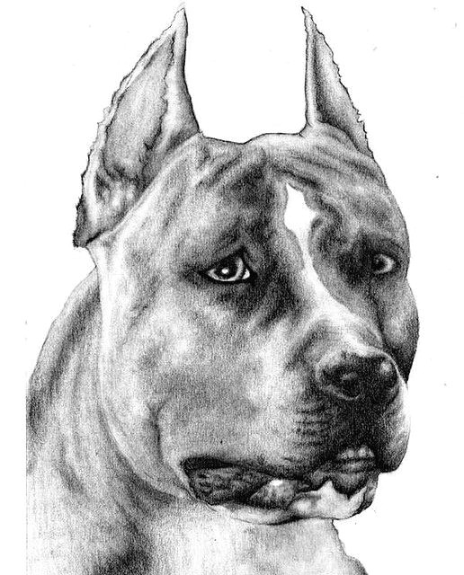 pencil sketch pitbull