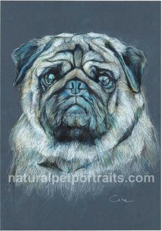 black pug color pencil drawing giclee print by petartportraits 25 00