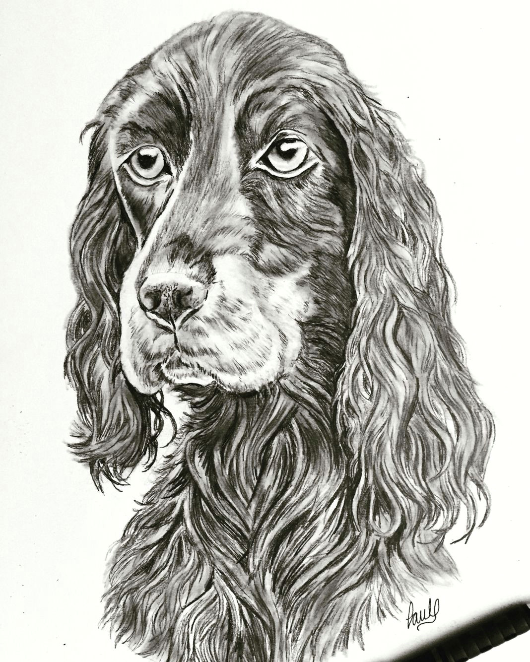 dog sketch done in pencil