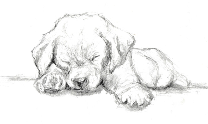 quick graphite sketch of a labrador puppy