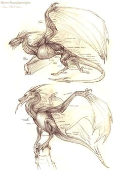 graphite dragons aerie wyvern anatomy dragon 2 dragon base fantasy dragon