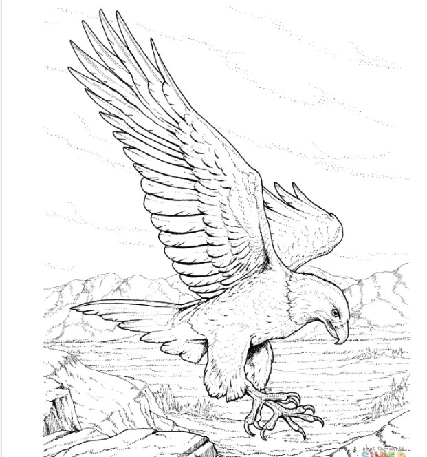 eagle sketch bird coloring pages adult coloring pages coloring books eagle drawing