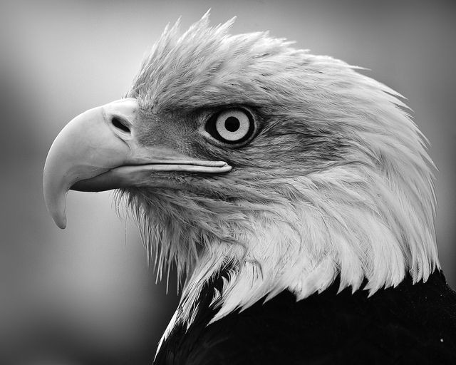 pix for black and white eagle photography