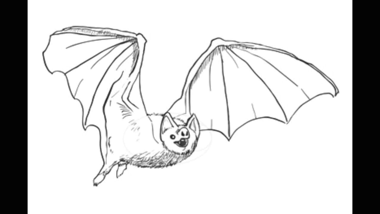 how to draw a bat step by step