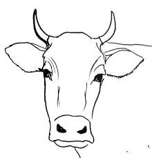 related image cow drawing easy easy drawings drawing step tracing art cow