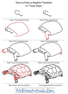easy drawing tutorials gopher tortoise