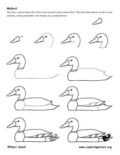 duck mallard drawing lesson