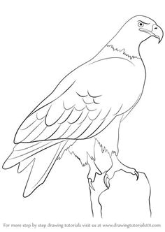 with this easy pictorial about how to draw a eagle it is only minutes that you take to draw