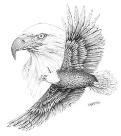 eagle eagle sketch bird sketch bird drawings animal drawings pencil drawings