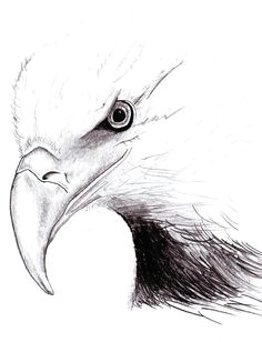 Drawing Easy Eagle 221 Best Eagle Sketches Images Eagle Drawing Eagle Painting