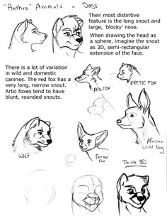 furry drawing tutorials buscar con google