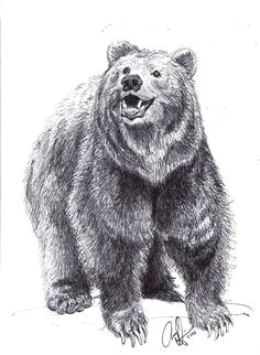 drawing a bear standing grizzly bear drawings realistic how to draw bears step