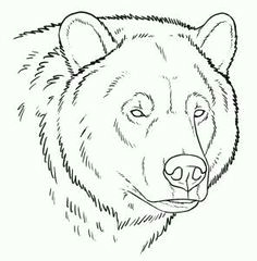 bear face drawing grizzly bear drawing grizzly bear tattoos grizzly bears drawings