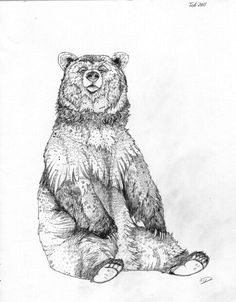 billedresultat for drawing bear