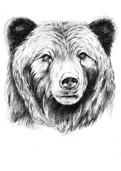 Drawing Easy Grizzly Bear 50 Best Bear Sketches Images Animal Drawings Bear Sketch Bear Art