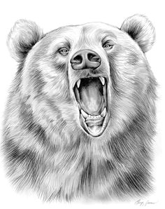 pencil art drawings grizzly bear in graphite pencil by gregchapin on deviantart grizzly bear