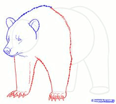 how to draw grizzly bears step 13 grizzly bear drawing bear sketch nature drawing