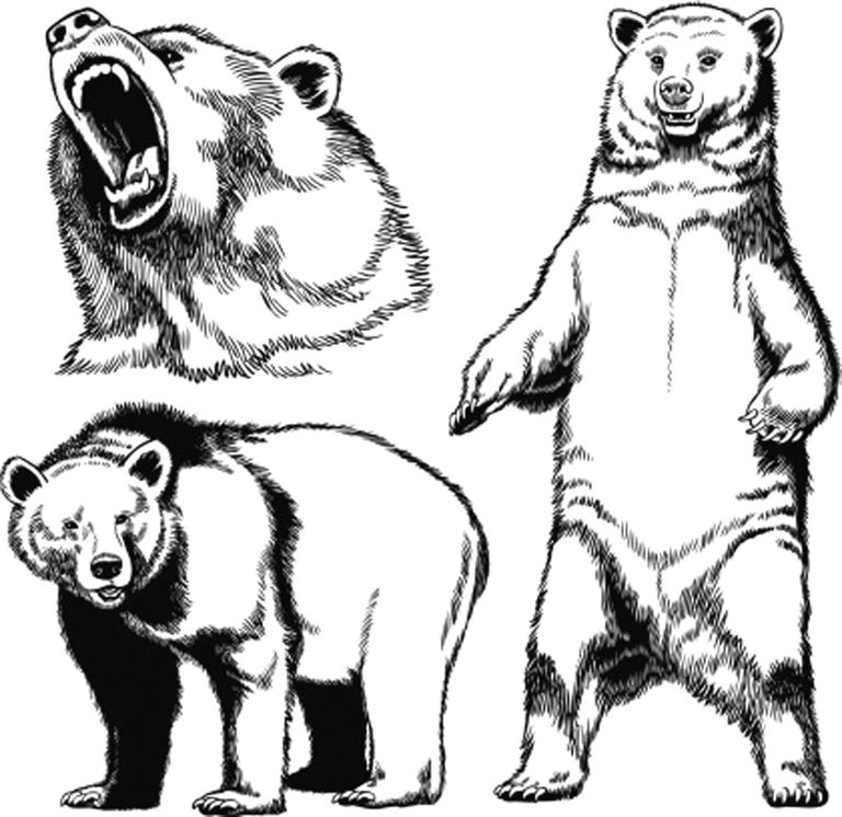 grizzlybear 56f4b2e75f9b582986634b40 jpg