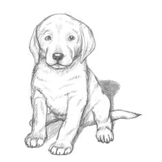 drawing labradors amazing drawings i made i will soon be a artist drawings of dogs