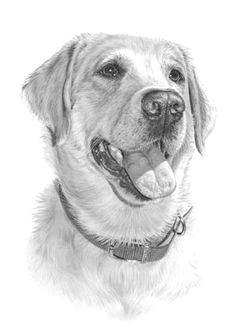 labrador retriever fine art dog drawing animal print