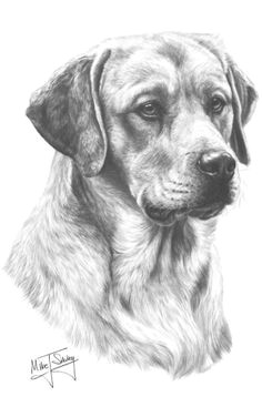 golden labrador pencil portrait drawing pencil art painting drawing animal paintings