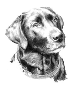 how to draw a labrador puppy step by step grey on white