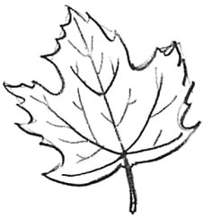 how to draw maple leaves easy leaf step by step drawing lesson