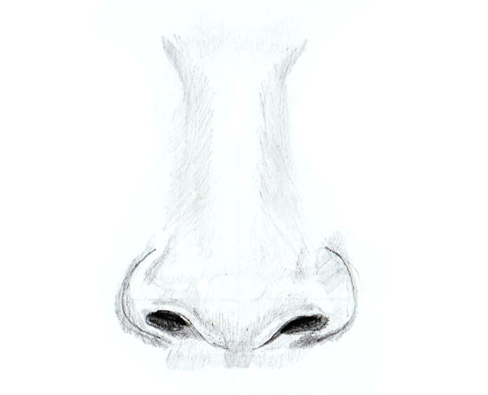 how to draw a human nose